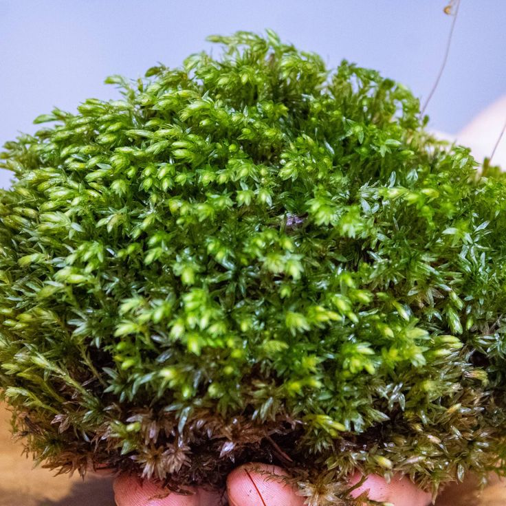 Forest Moss Panel No. 1