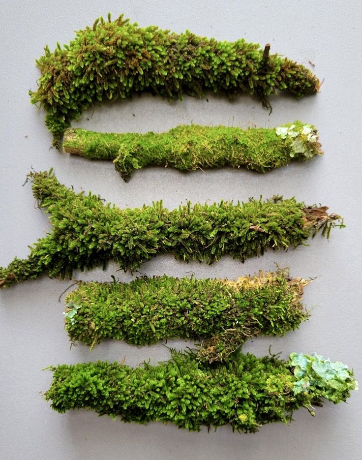 Moss Panels